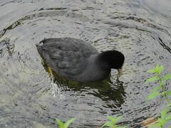 Fulica atra