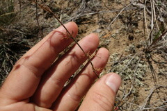 Chamaerhodos grandiflora