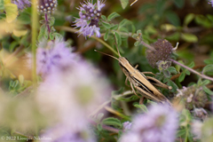 Chorthippus lacustris