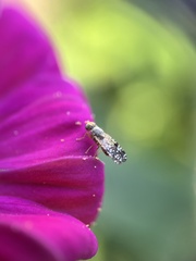 Neotephritis finalis