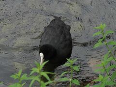 Fulica atra