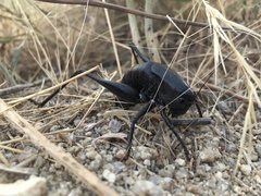 Anabrus simplex