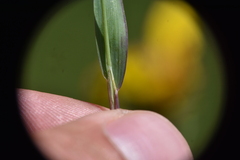 Vahlodea atropurpurea