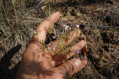 Dontostemon integrifolius