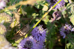 Chorthippus lacustris