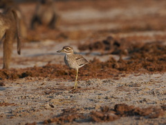 Burhinus vermiculatus