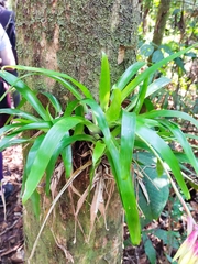 Vriesea carinata