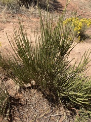 Ephedra