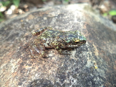 Eleutherodactylus nitidus