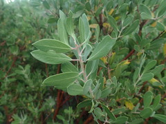 Arctostaphylos pungens