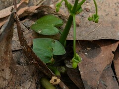Albidella oligococca