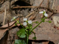Albidella oligococca