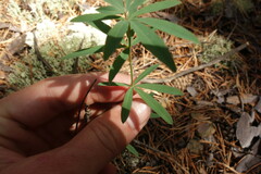 Trifolium lupinaster