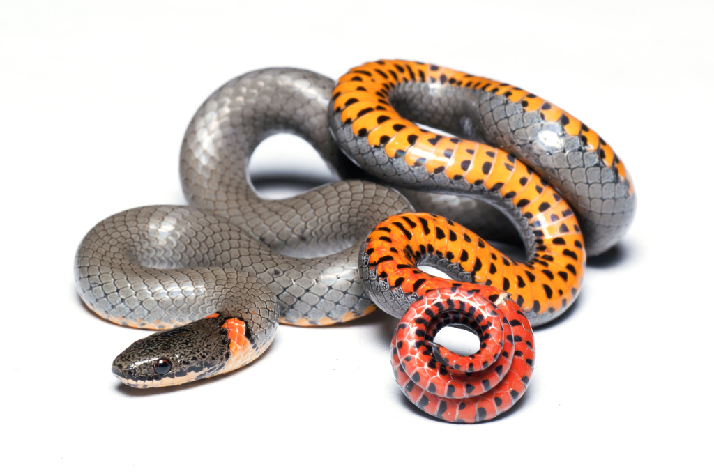 Ring-necked snake - Wikipedia