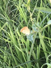 Lycaena tityrus
