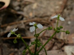 Albidella oligococca