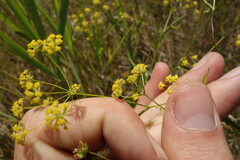 Bupleurum scorzonerifolium