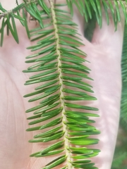 Pinaceae