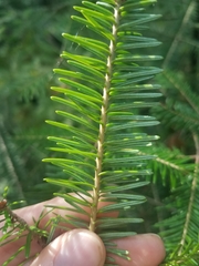 Pinaceae