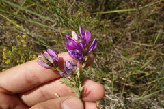 Astragalus davuricus