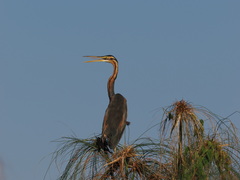 Ardea purpurea