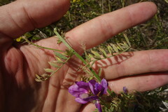Astragalus davuricus