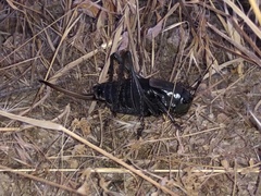 Anabrus simplex