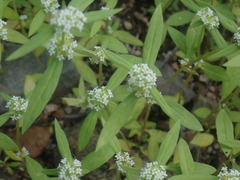 Mitracarpus breviflorus