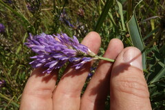 Astragalus laxmannii