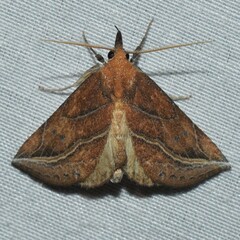 Phyprosopus callitrichoides