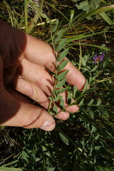 Astragalus laxmannii