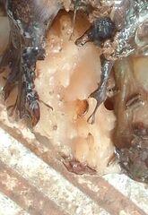 Calcarea