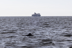 Phocoena phocoena