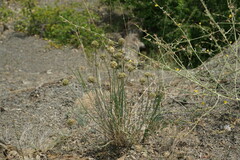 Allium marschalianum