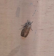 Spodoptera frugiperda