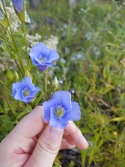 Gentianopsis