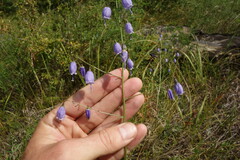 Adenophora stenanthina