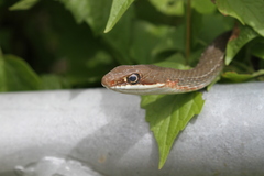 Masticophis schotti ruthveni
