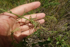 Adenophora stenanthina