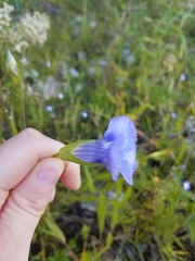 Gentianopsis