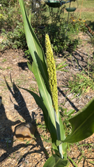 Sorghum bicolor