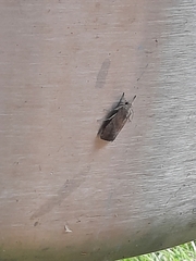 Spodoptera frugiperda