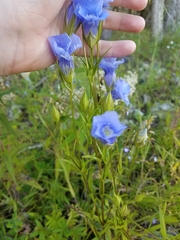 Gentianopsis