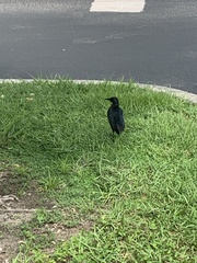 Quiscalus major westoni