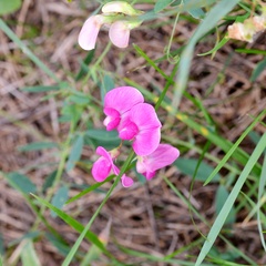 Lathyrus tuberosus