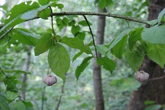 Euonymus verrucosus