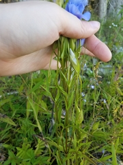 Gentianopsis
