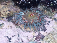 Actiniidae
