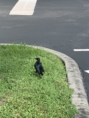 Quiscalus major westoni