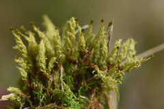 Aulacomnium palustre